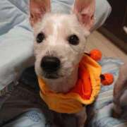 ヒメ日記 2025/05/06 16:19 投稿 おいでやす『Ｉ』でやす♡ グッドスマイル