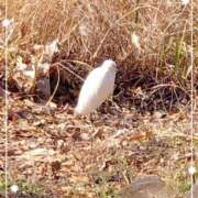 ヒメ日記 2025/03/02 12:44 投稿 あかり 横浜人妻花壇本店