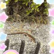 ヒメ日記 2026/10/08 09:48 投稿 あかり 横浜人妻花壇本店