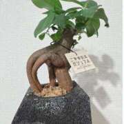 ヒメ日記 2025/04/05 15:31 投稿 ルイ ラブコレクション