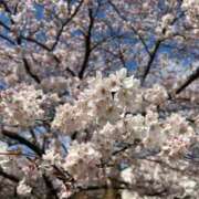 ヒメ日記 2025/04/10 15:31 投稿 ルイ ラブコレクション