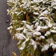 ヒメ日記 2025/03/05 18:52 投稿 こだま 白いぽっちゃりさん