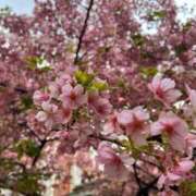 ヒメ日記 2025/03/26 11:42 投稿 こだま 白いぽっちゃりさん