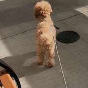 ヒメ日記 2025/05/02 15:03 投稿 しょう 熟女の風俗最終章 西川口店