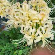 ヒメ日記 2025/10/05 22:12 投稿 しょう 熟女の風俗最終章 西川口店