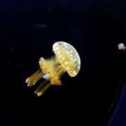 ヒメ日記 2026/02/10 17:14 投稿 ゆうり 愛媛松山ちゃんこ