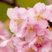 ヒメ日記 2025/04/13 11:11 投稿 れい 岐阜岐南各務原ちゃんこ