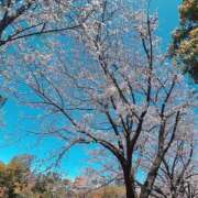 ヒメ日記 2025/04/05 10:07 投稿 ねね 奥様はエンジェル　国分寺店