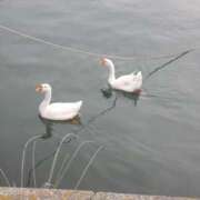 ヒメ日記 2025/04/18 15:57 投稿 はる 大阪堺人妻援護会