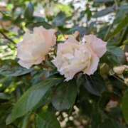 ヒメ日記 2025/03/05 02:49 投稿 すずこ 奥様鉄道69 岡山店