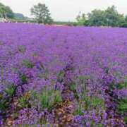 ヒメ日記 2025/03/14 17:52 投稿 すずこ 奥様鉄道69 岡山店
