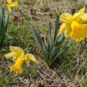 ヒメ日記 2025/04/15 17:29 投稿 すずこ 奥様鉄道69 岡山店