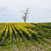 ヒメ日記 2025/05/17 20:29 投稿 すずこ 奥様鉄道69 岡山店