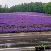 ヒメ日記 2025/07/31 22:49 投稿 すずこ 奥様鉄道69 岡山店