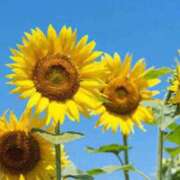 ヒメ日記 2025/08/19 07:26 投稿 かすみ 快楽玉乱堂