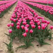 ヒメ日記 2025/05/04 20:32 投稿 宮下かずき 五十路マダム 新潟店(カサブランカグループ)