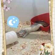 ヒメ日記 2025/03/18 15:46 投稿 りん 大宮HANDS(ハンズ)（ユメオト）