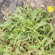 ヒメ日記 2025/10/02 13:17 投稿 本田 絆 人妻セレブ宮殿