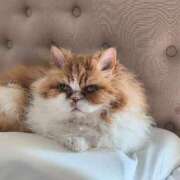 ヒメ日記 2025/02/07 15:05 投稿 ゆきの 完熟ばなな八王子