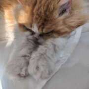 ヒメ日記 2025/03/16 18:49 投稿 ゆきの 完熟ばなな八王子