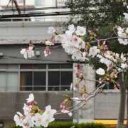 ヒメ日記 2025/04/02 14:18 投稿 花夏/Kana ジュリエット