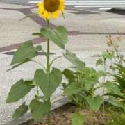 ヒメ日記 2026/01/11 23:03 投稿 ほのか『ぽっちゃりコース』 素人学園＠