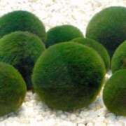 ヒメ日記 2025/03/29 17:36 投稿 沢村 熟女の風俗最終章 新横浜店