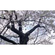 ヒメ日記 2025/03/31 12:27 投稿 なみ ココリラ吉祥寺・調布店