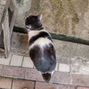 ヒメ日記 2025/03/29 17:45 投稿 りな デリトップ