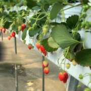 なみ 最終枠♡ 立川洗体風俗エステ ココリラ