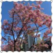 ヒメ日記 2025/03/13 18:31 投稿 みづき 制服向上委員会