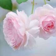 ヒメ日記 2025/06/04 19:33 投稿 さくら 奥様メモリアル