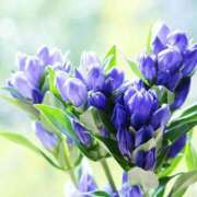 ヒメ日記 2025/09/01 10:54 投稿 さくら 奥様メモリアル