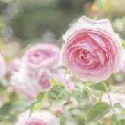 ヒメ日記 2025/11/29 13:33 投稿 さくら 奥様メモリアル