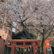 ヒメ日記 2025/04/07 11:48 投稿 ゆり 奥様メモリアル