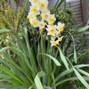 ヒメ日記 2025/04/07 19:33 投稿 なな 奥様メモリアル