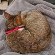 ヒメ日記 2025/03/27 14:48 投稿 いつき 奥様メモリアル