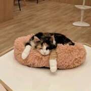 ヒメ日記 2025/04/22 19:48 投稿 いつき 奥様メモリアル