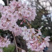 ヒメ日記 2026/04/09 22:18 投稿 まいか 奥様メモリアル