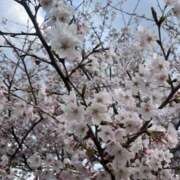 ヒメ日記 2025/04/14 07:03 投稿 えれな 奥様メモリアル