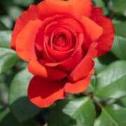 ヒメ日記 2025/08/15 07:06 投稿 えれな 奥様メモリアル