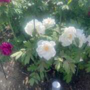 ヒメ日記 2025/09/07 20:27 投稿 えれな 奥様メモリアル