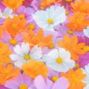 ヒメ日記 2025/11/18 08:12 投稿 えれな 奥様メモリアル