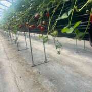 ヒメ日記 2026/04/13 09:36 投稿 えれな 奥様メモリアル