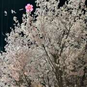 ヒメ日記 2025/04/05 19:33 投稿 りおな 奥様メモリアル