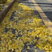 ヒメ日記 2024/12/14 13:27 投稿 サリア Celeb Garden(セレブガーデン)