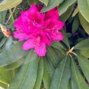 ヒメ日記 2025/04/30 16:18 投稿 サリア Celeb Garden(セレブガーデン)