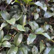 ヒメ日記 2025/10/06 16:51 投稿 サリア Celeb Garden(セレブガーデン)