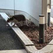 ヒメ日記 2025/11/28 21:03 投稿 サリア Celeb Garden(セレブガーデン)