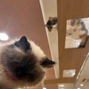 ヒメ日記 2025/04/13 02:03 投稿 ハルミ Celeb Garden(セレブガーデン)